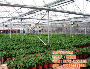标准化大棚种植空心菜的技术与管理要点