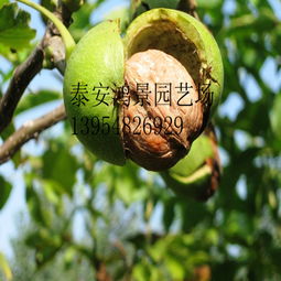 广元核桃苗种植管理全解析 泰安开发区鸿景园艺场助您高产丰收