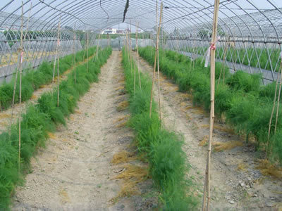 探究农科院引进的优良进口型芦笋种子的种植优势与市场前景