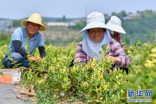 希望的田野上开出“金银”满园——甘肃清水金银花种植铺就致富路